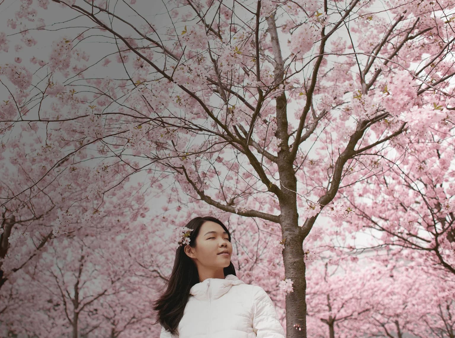 Mädchen steht gelassen vor Kirschblüten, die den ganzen Himmel verdecken. Darüber liegt das japanische Wort „haru“ mit seiner deutschen Übersetzung „Frühling“.