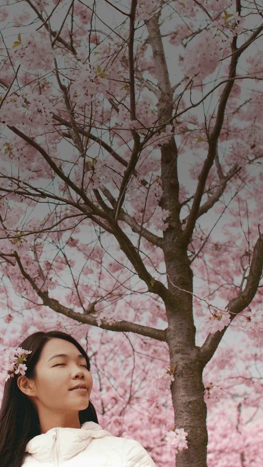 Mädchen steht gelassen vor Kirschblüten, die den ganzen Himmel verdecken. Darüber liegt das japanische Wort „haru“ mit seiner deutschen Übersetzung „Frühling“.