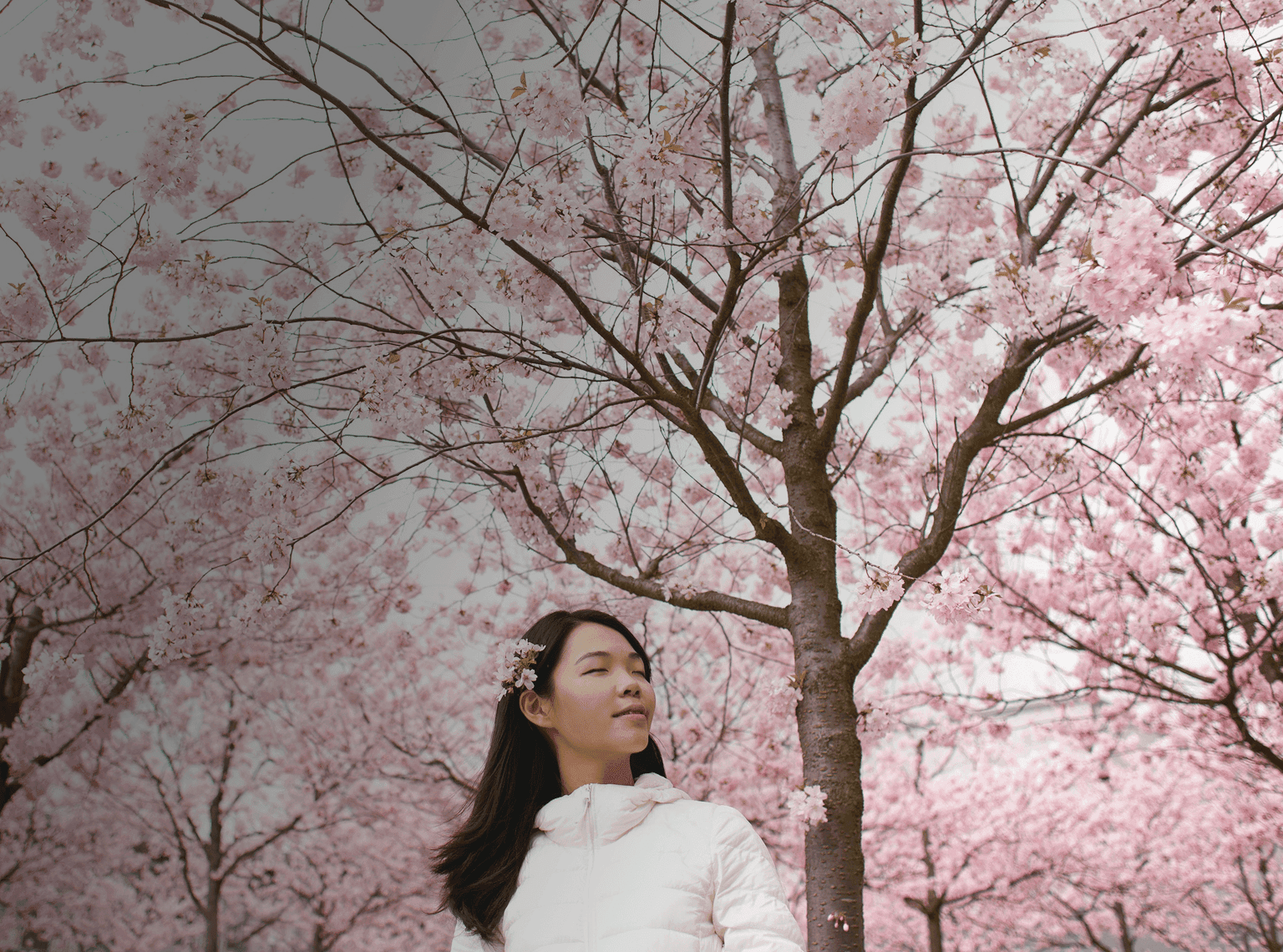 Mädchen steht gelassen vor Kirschblüten, die den ganzen Himmel verdecken. Darüber liegt das japanische Wort „haru“ mit seiner deutschen Übersetzung „Frühling“.